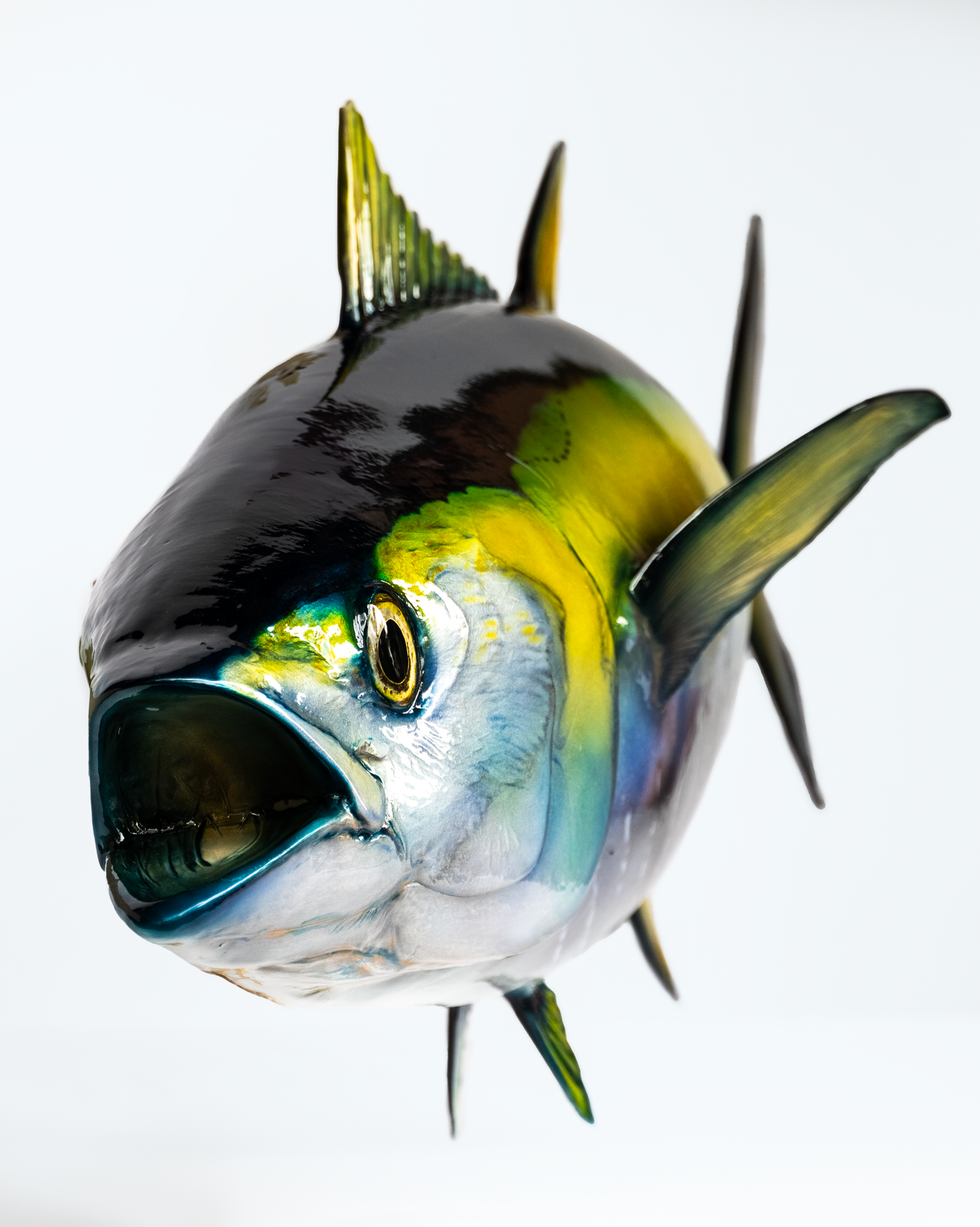 Yellowfin Tuna