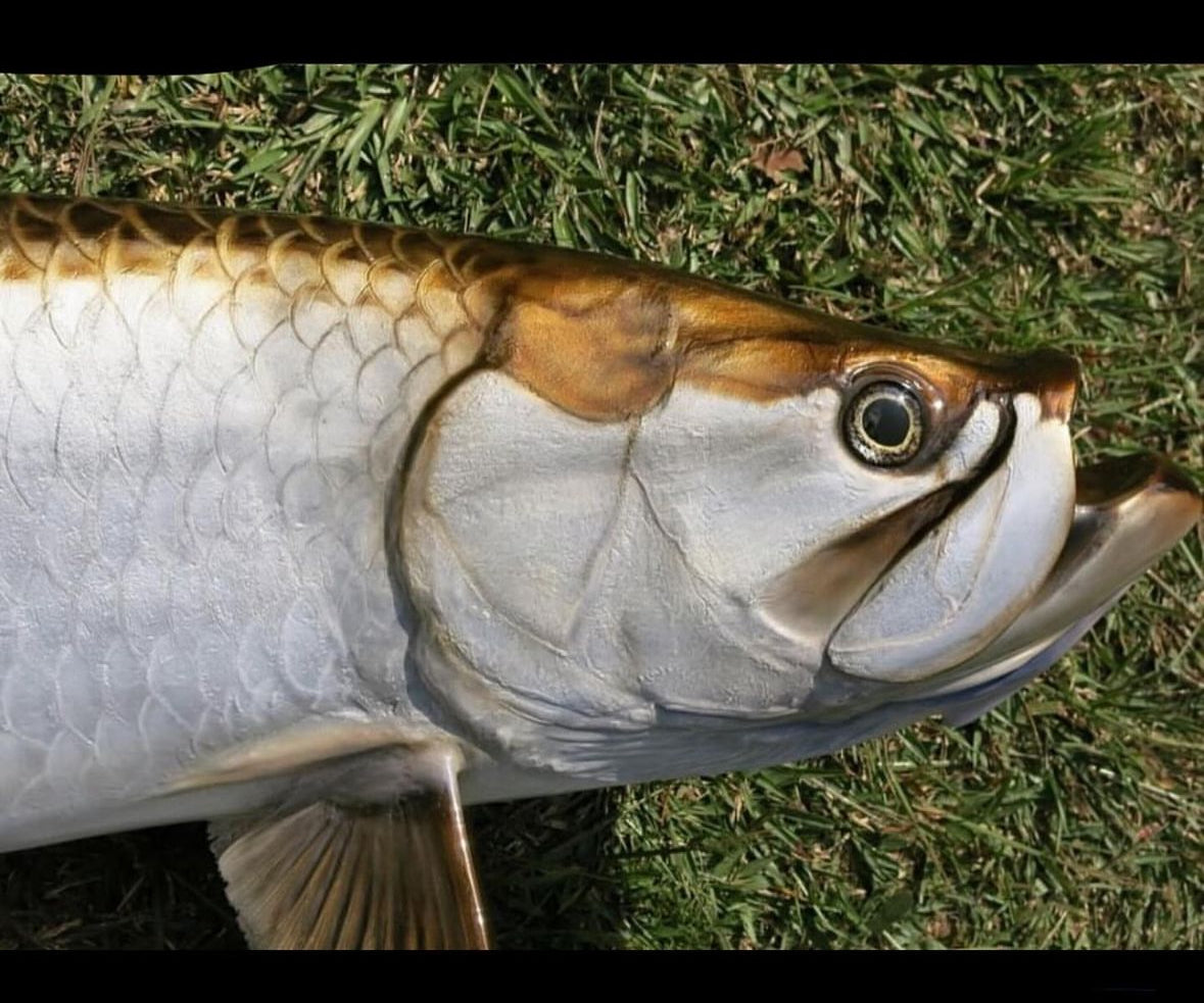 Tarpon