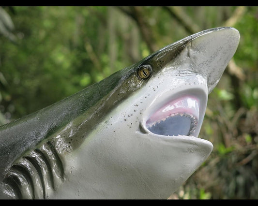 Silky Shark