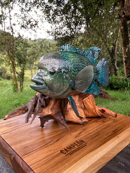 Blue Mojarra