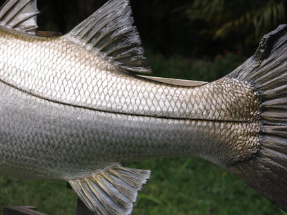 Snook