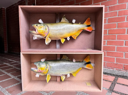 Golden Dorado Salminus