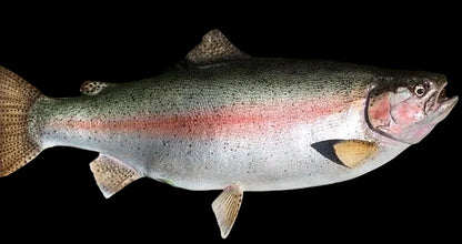 Rainbow Trout