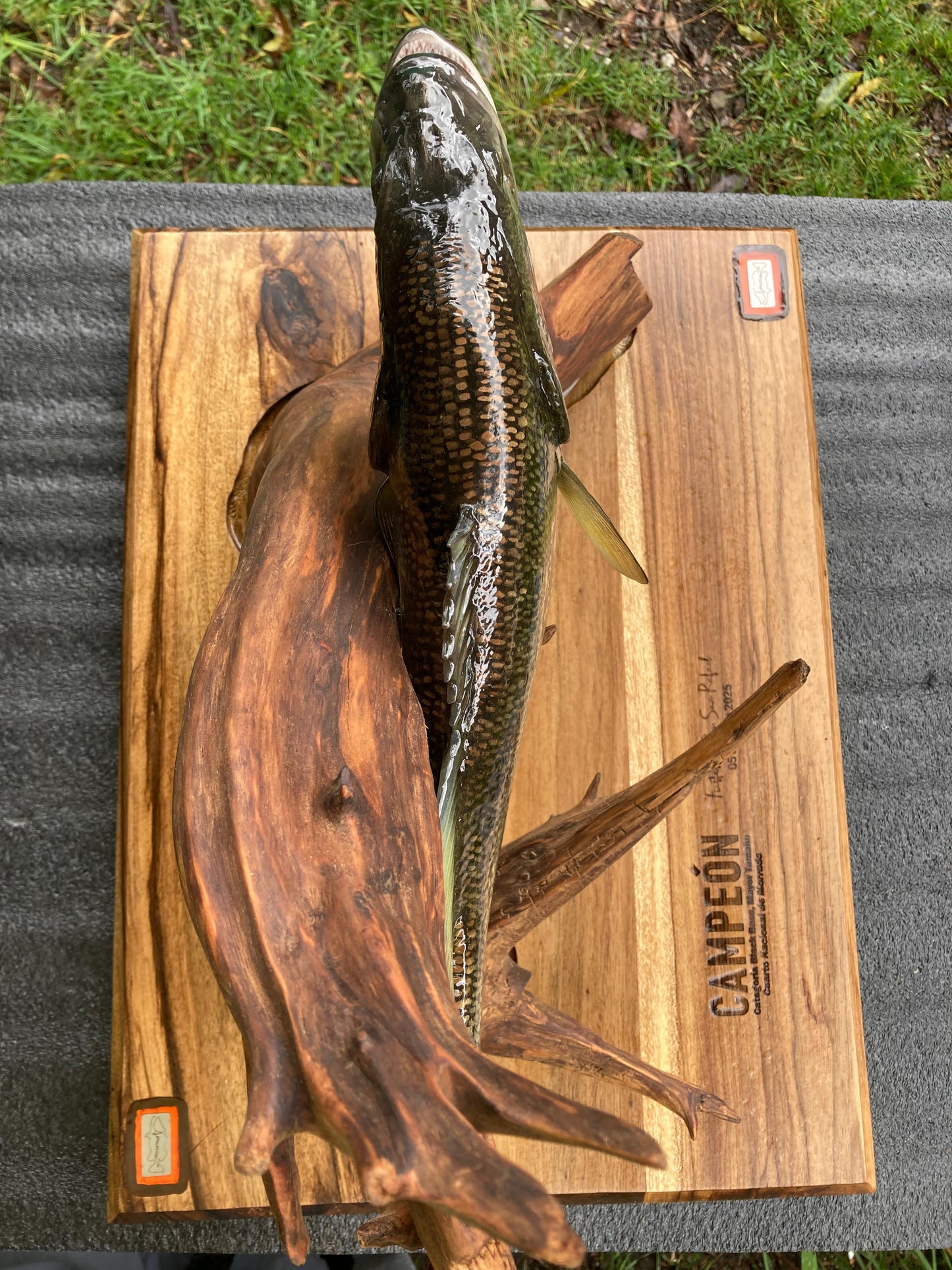 Black/Largemouth  Bass