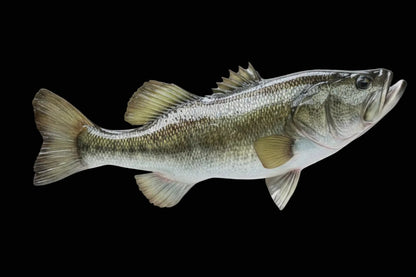 Black/Largemouth  Bass