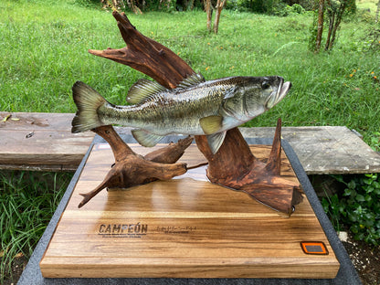 Black/Largemouth  Bass