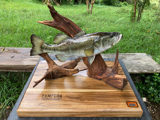 Black/Largemouth  Bass
