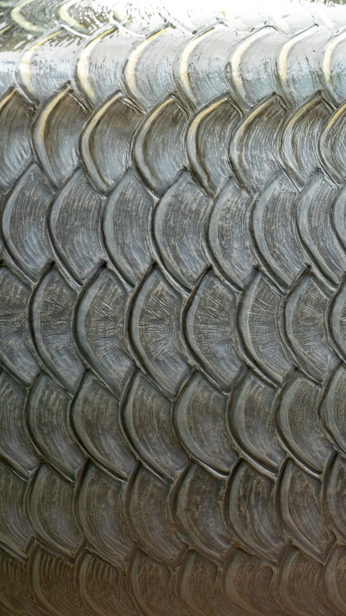 Tarpon