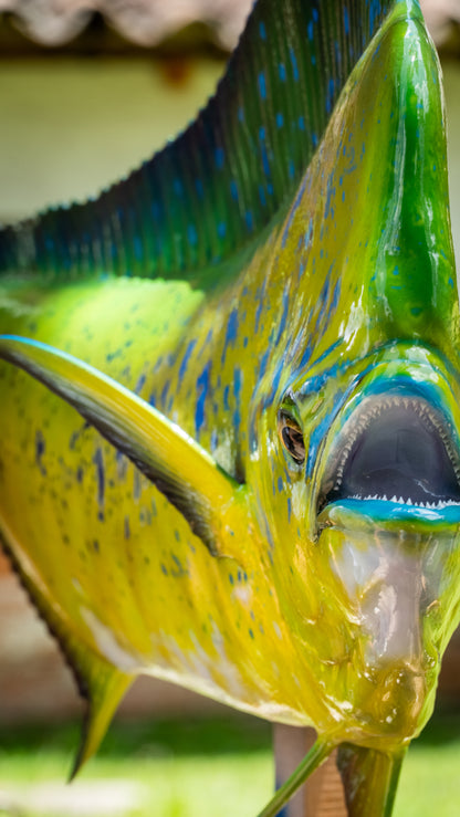 Mahi Mahi