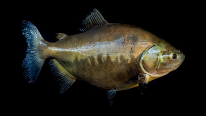 Tambaqui