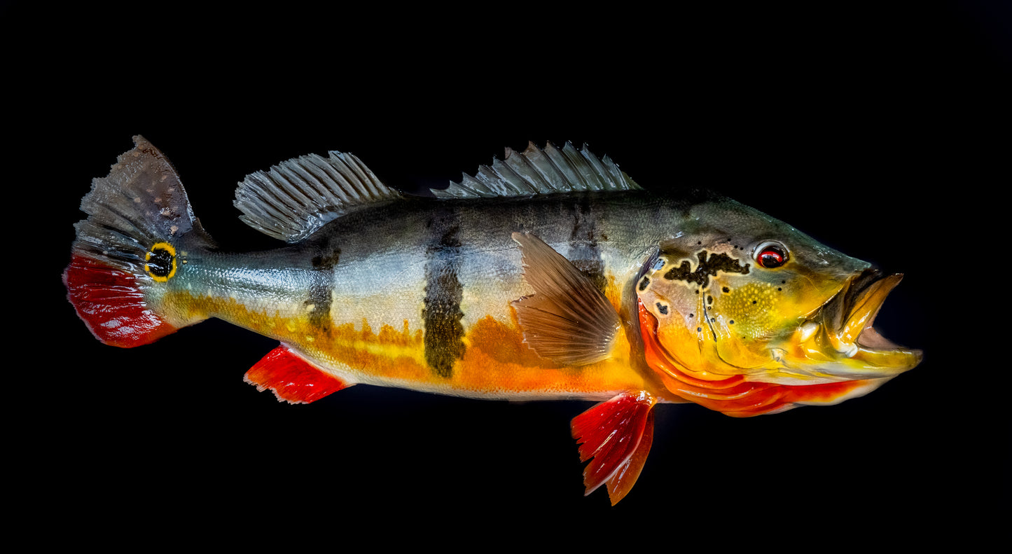 Peacock Bass Open Mouth
