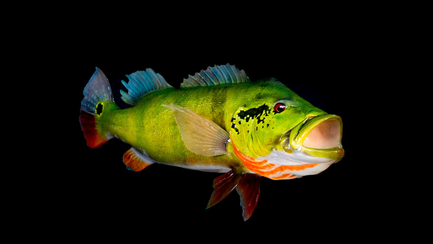 Peacock Bass Close Mouth