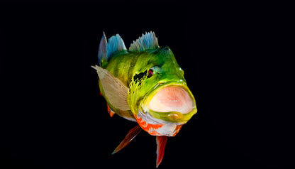 Peacock Bass Close Mouth