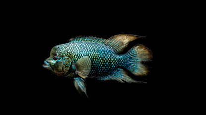 Blue Mojarra