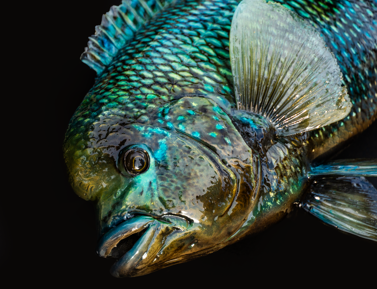 Blue Mojarra