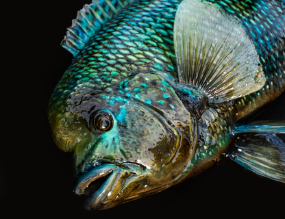 Blue Mojarra