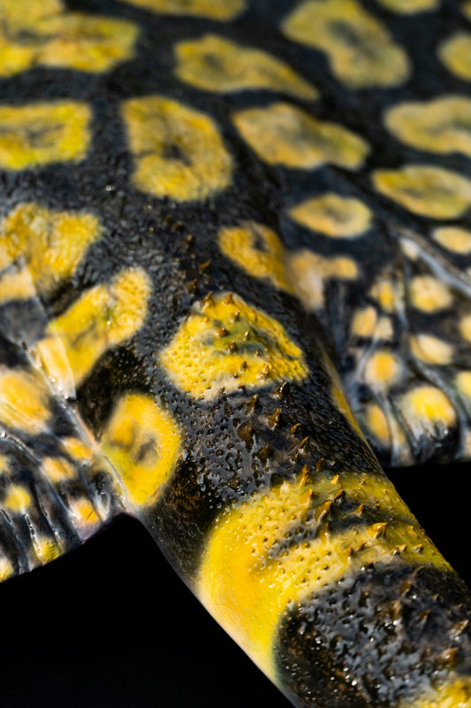 Tiger Stingray