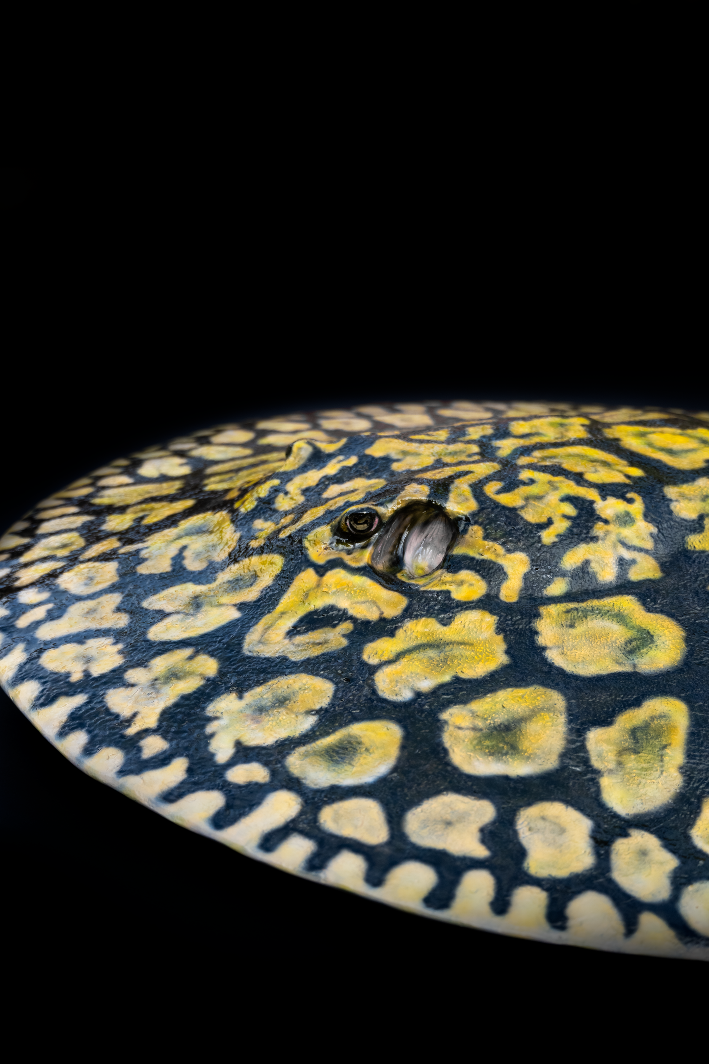 Tiger Stingray