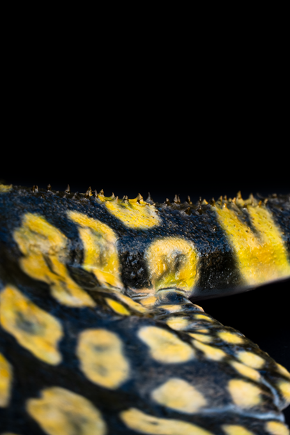Tiger Stingray