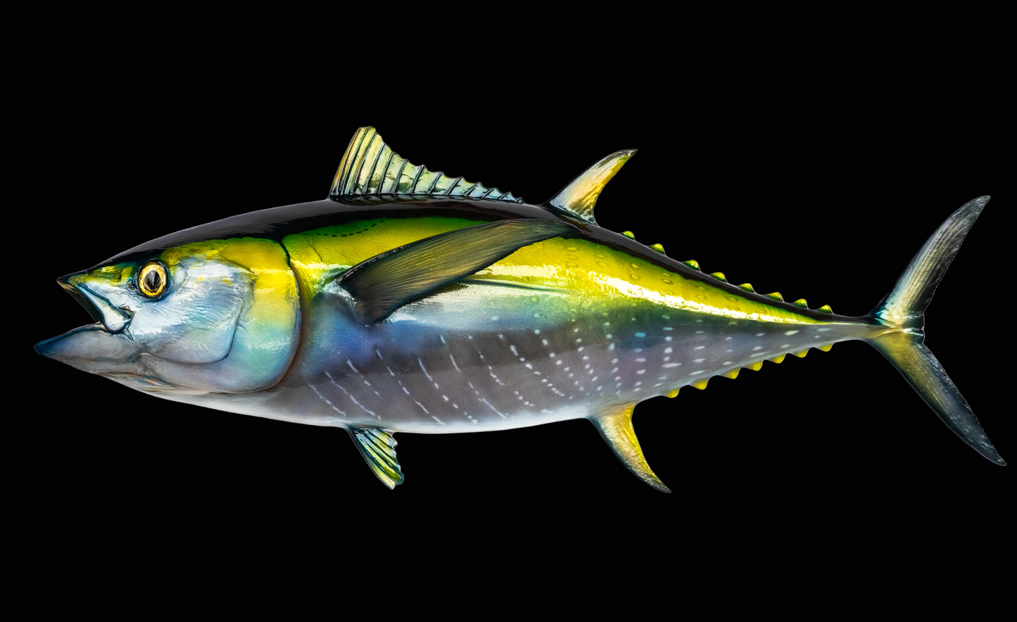 Yellowfin Tuna