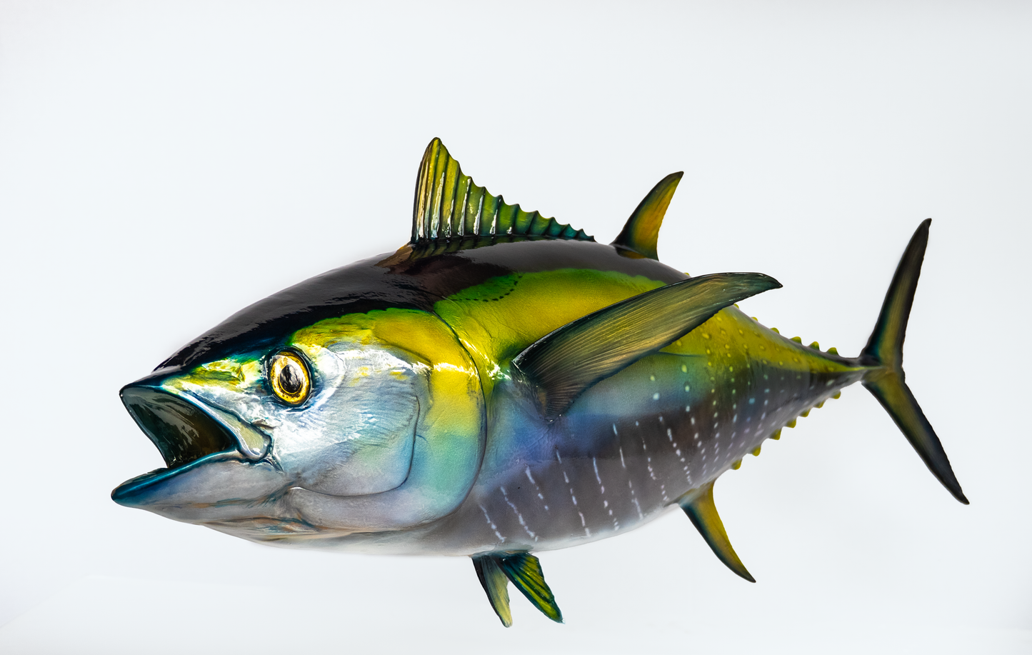 Yellowfin Tuna