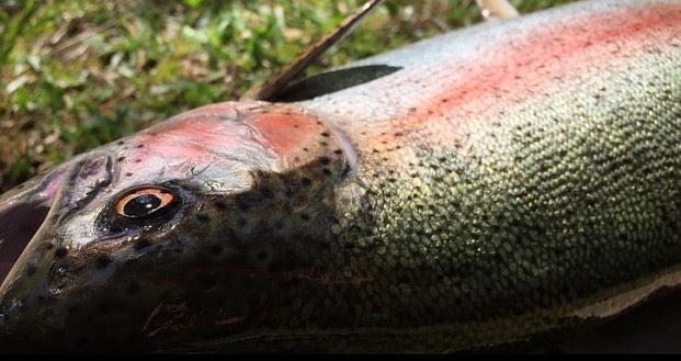 Rainbow Trout