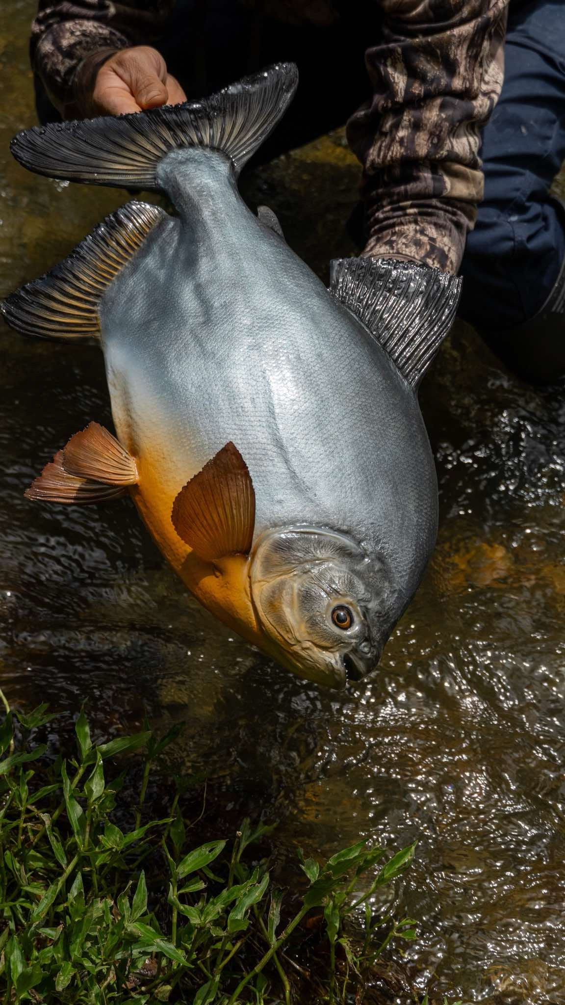 Pacu