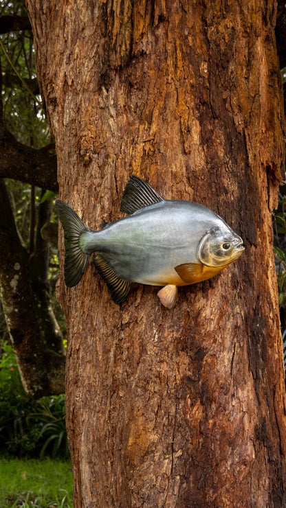 Pacu