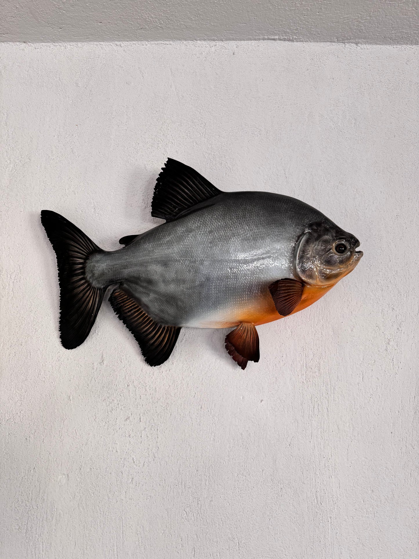 Pacu