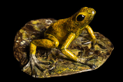 Dart Frog