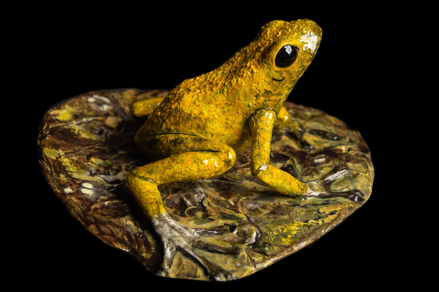 Dart Frog