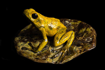 Dart Frog