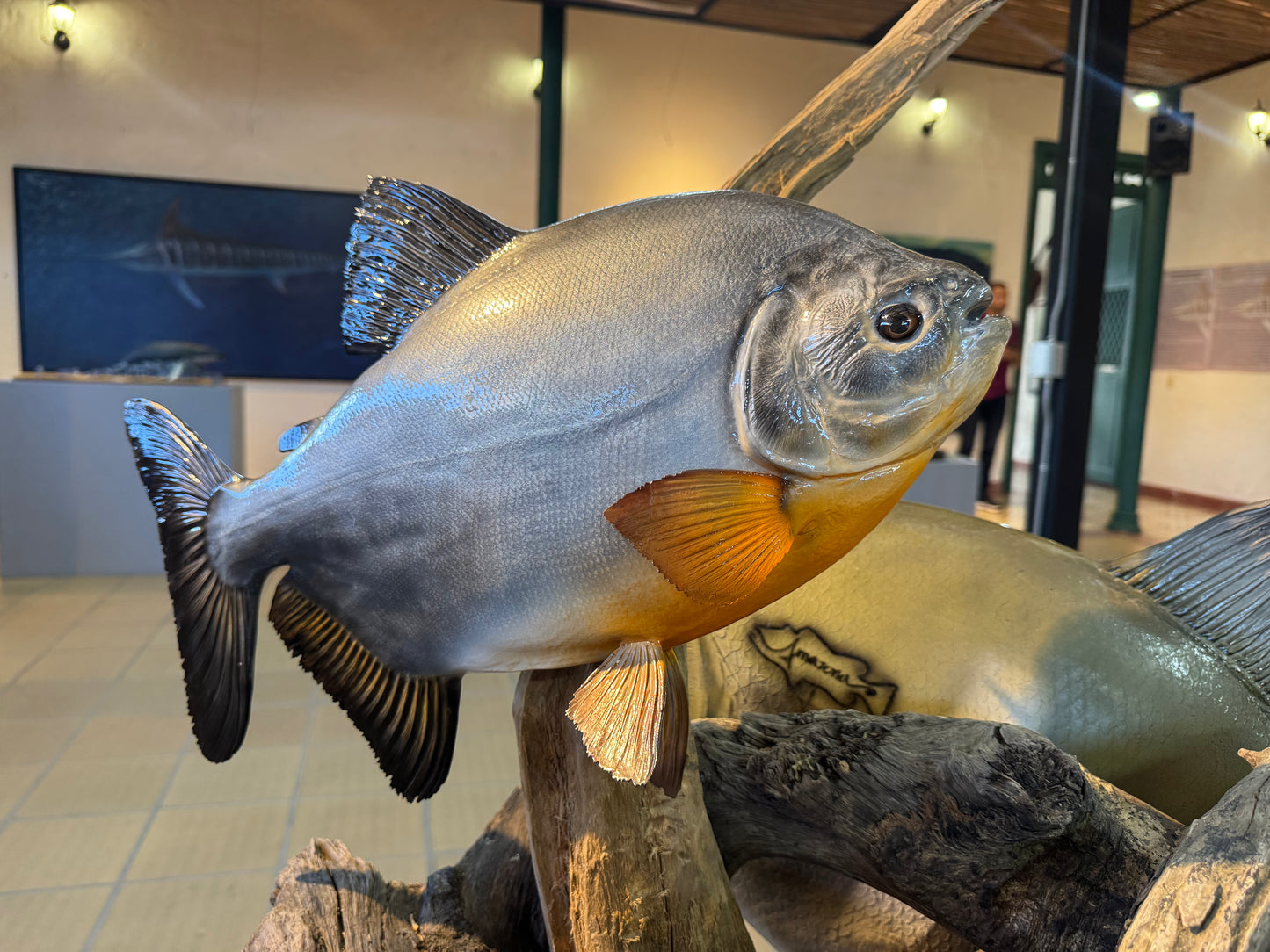 Pacu