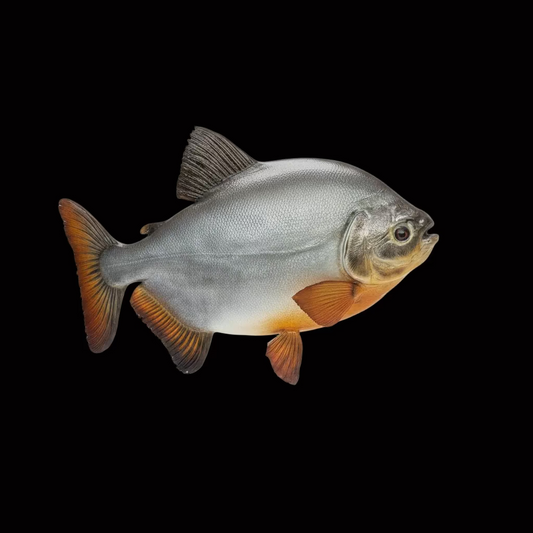 Pacu