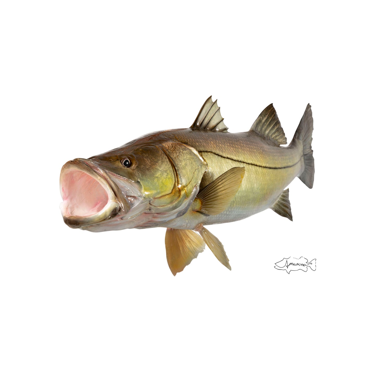 Snook