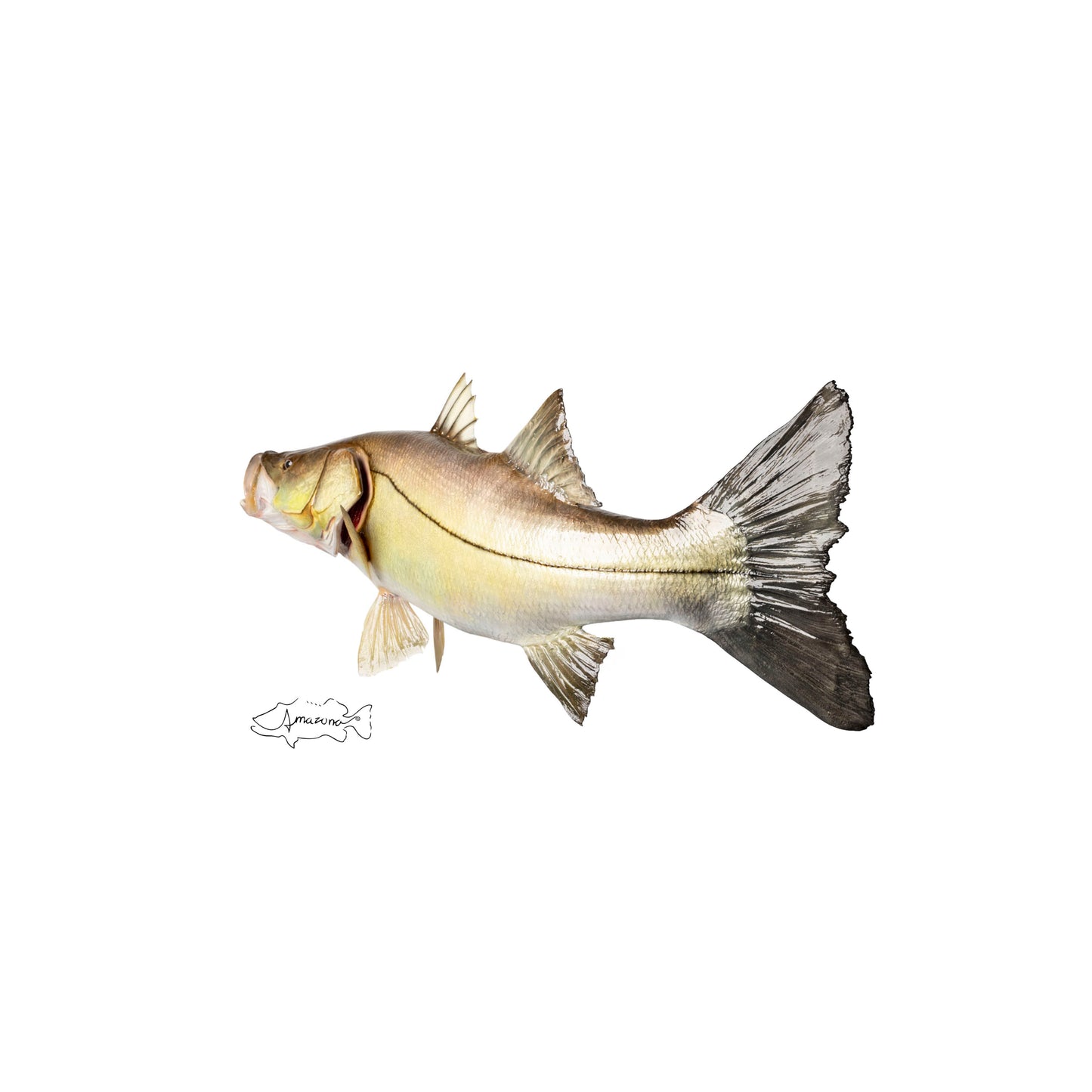 Snook