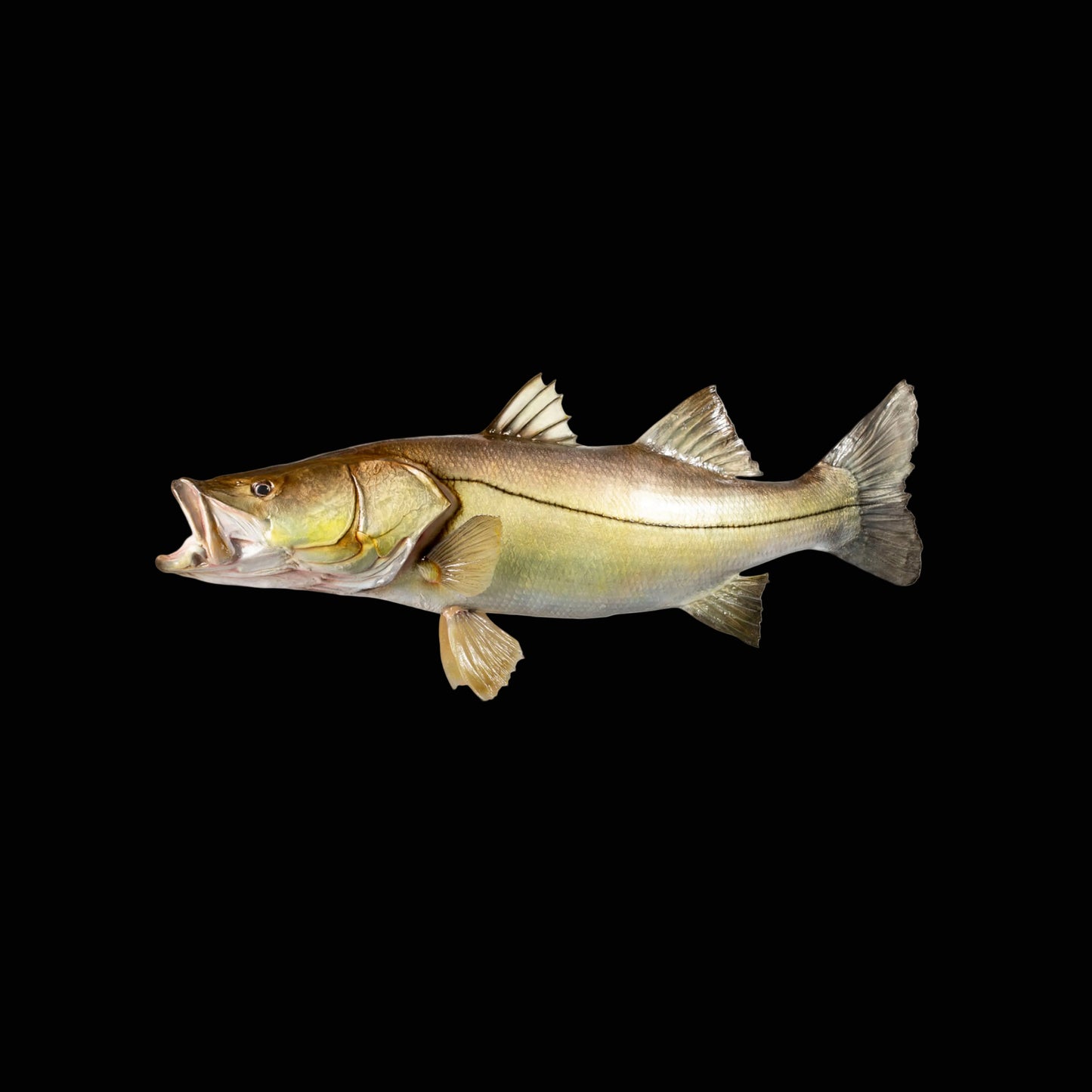 Snook