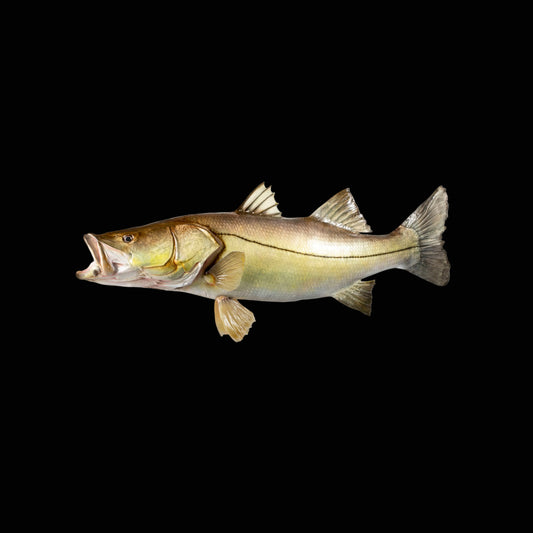 Snook