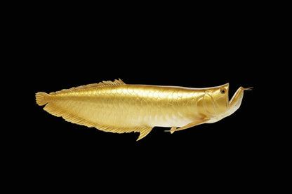 Arowana