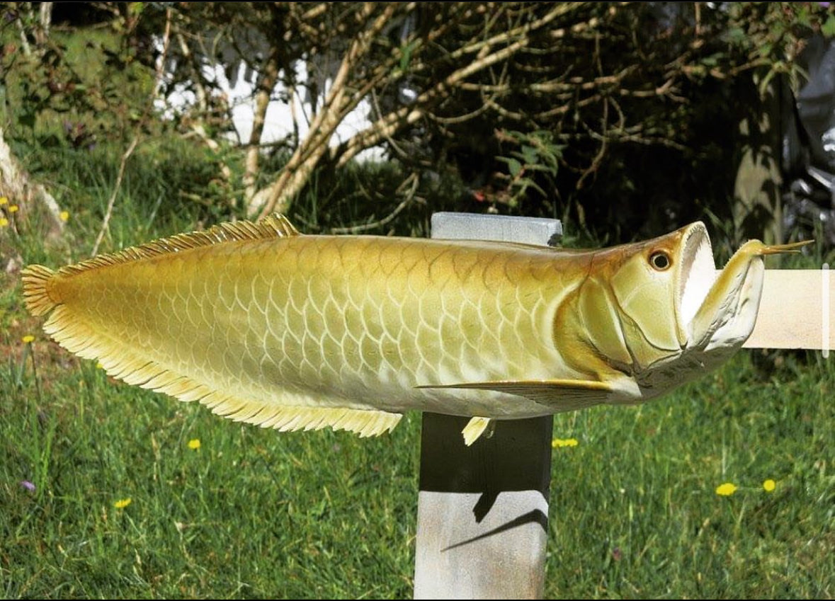 Arowana