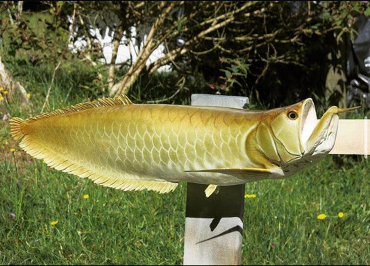 Arowana