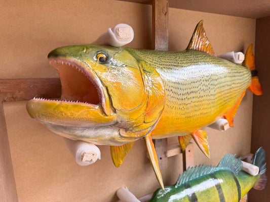 Golden Dorado Salminus