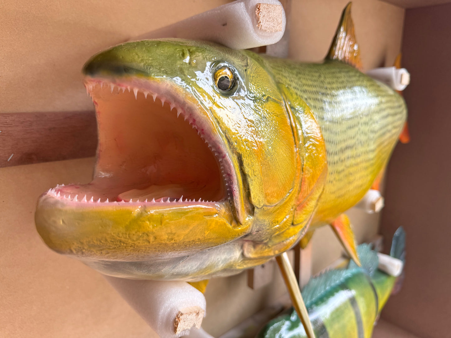 Golden Dorado Salminus