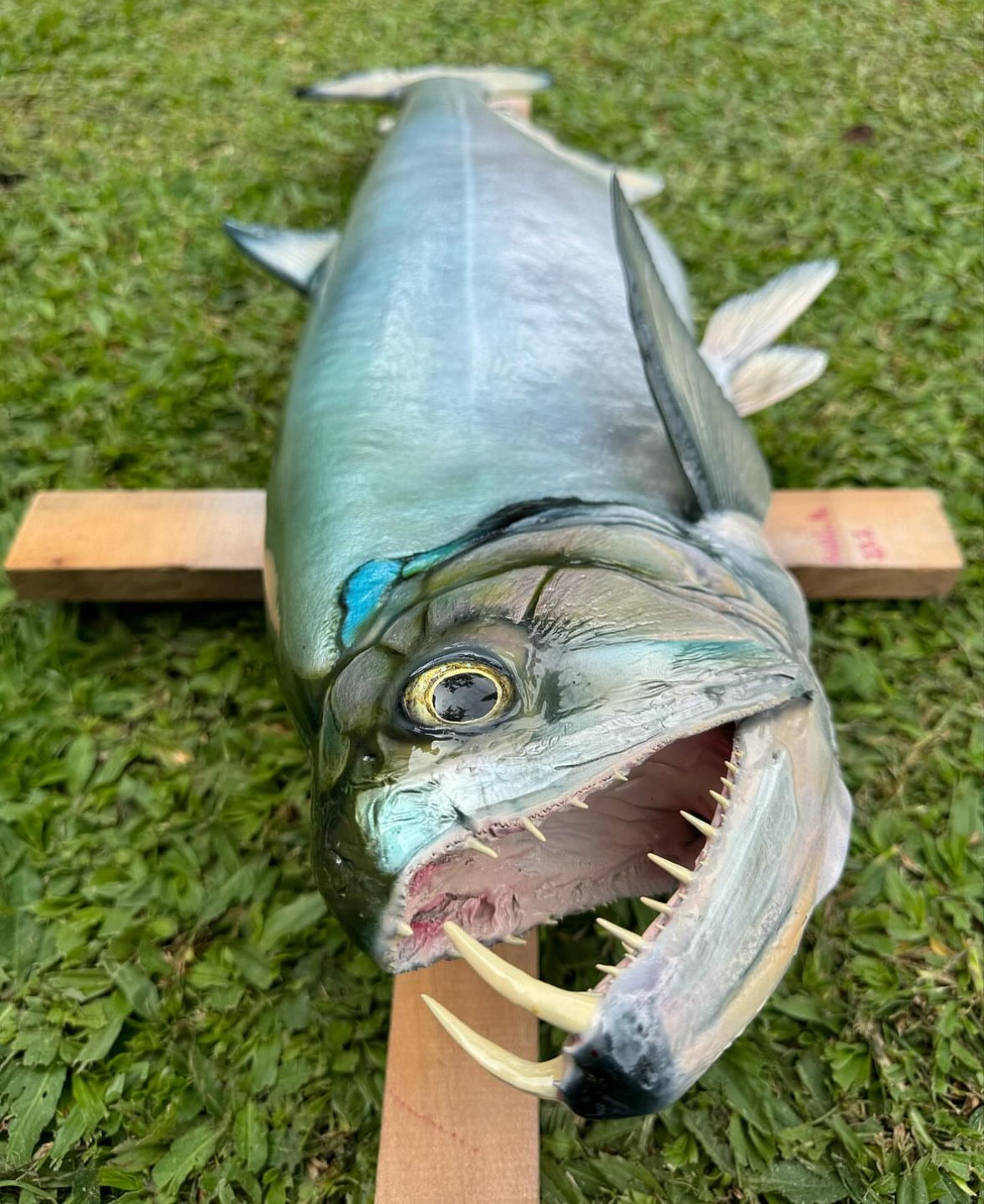 Payarin (Vampire Fish)