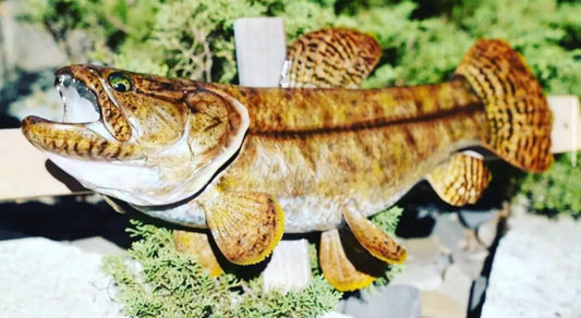 Wolf Fish