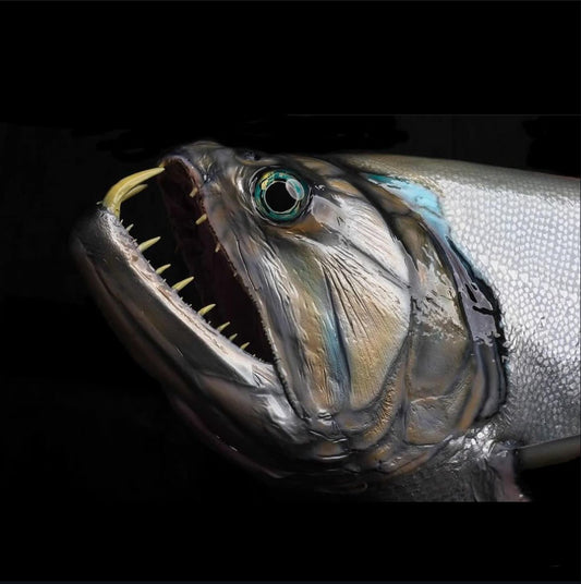 Payara (Vampire Fish)