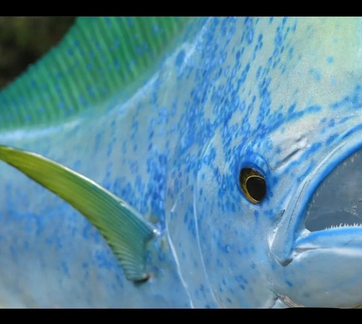 Mahi Mahi