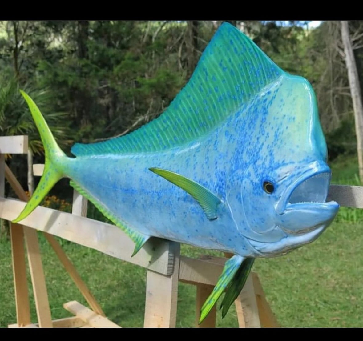 Mahi Mahi