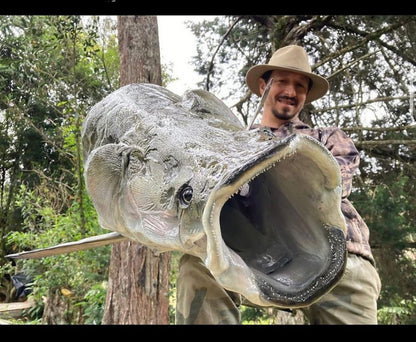 Arapaima