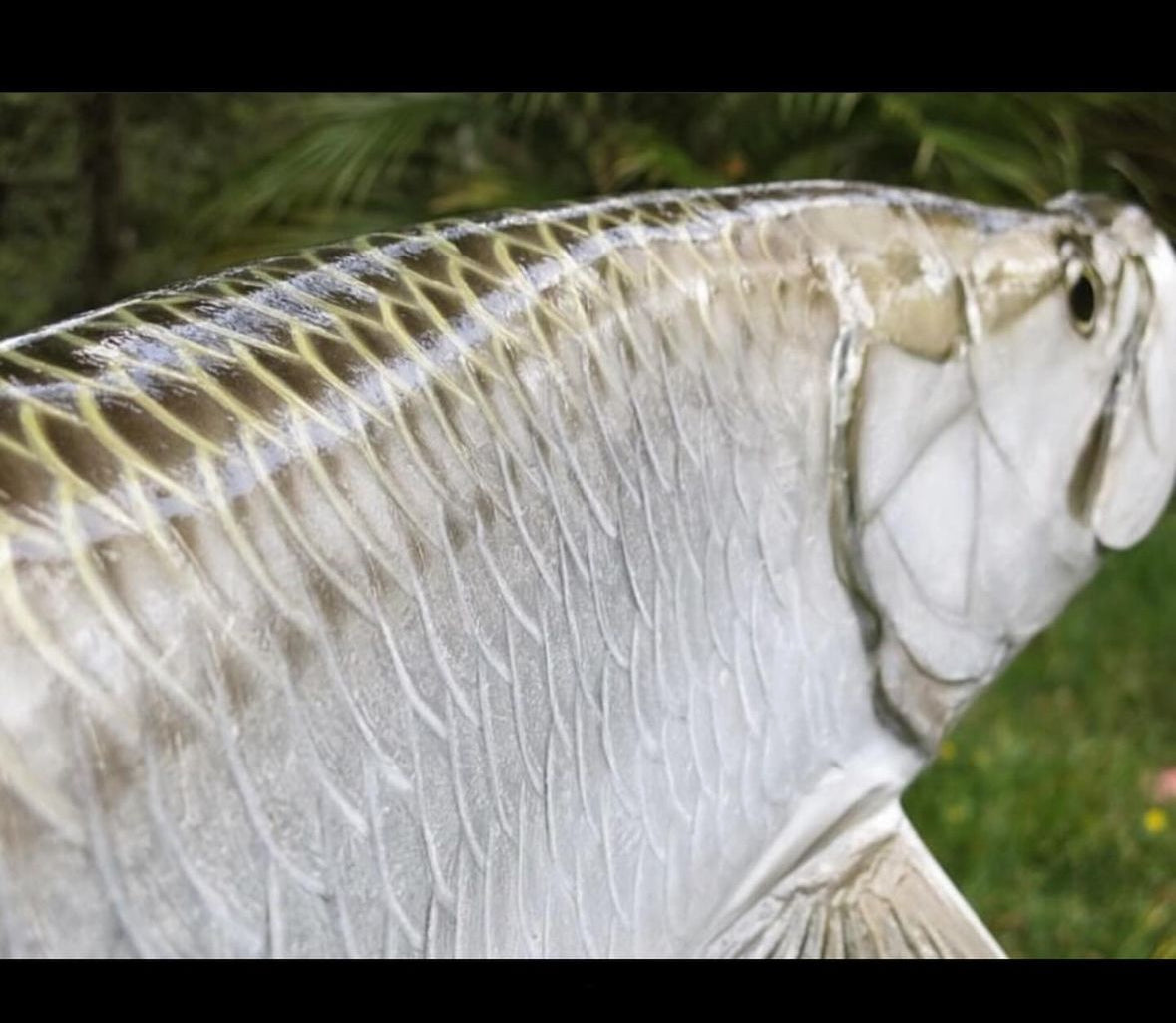 Tarpon